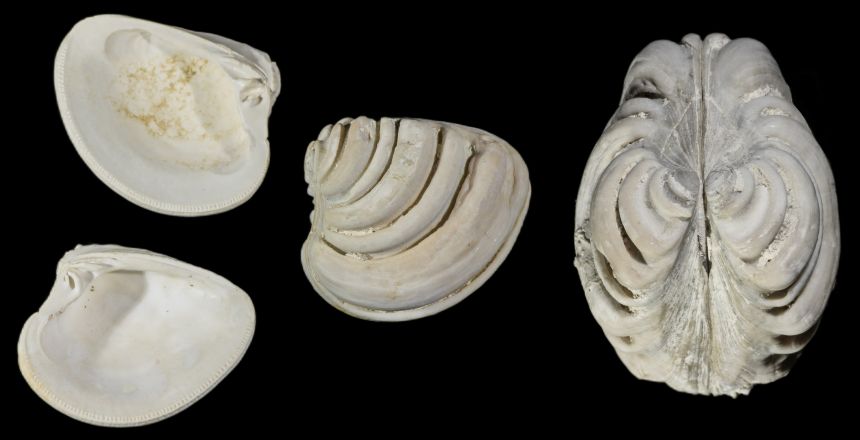 Lirophora latilirata CONRAD 1841