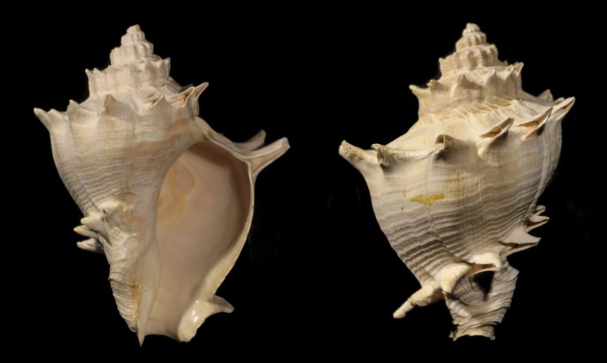 Melongena corona GMELIN 1791