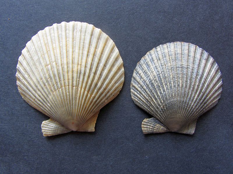 Aequipecten opercularis