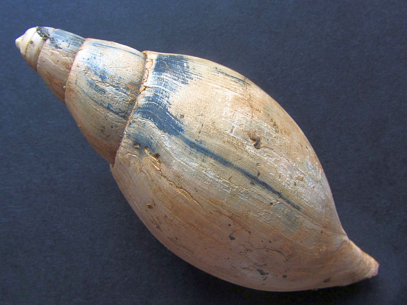 Scaphella lamberti