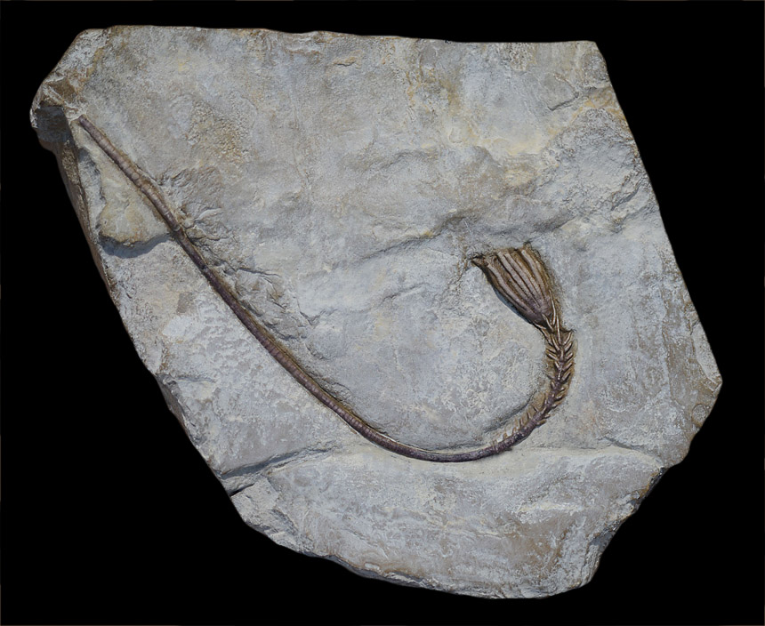 Chelocrinus schlotheimi