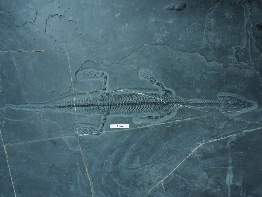 Lariosaurus xingyiensis Li, Liu & Rieppel, 2002
