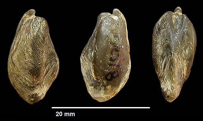 Bakevellia costata v. SCHLOTHEIM 1820