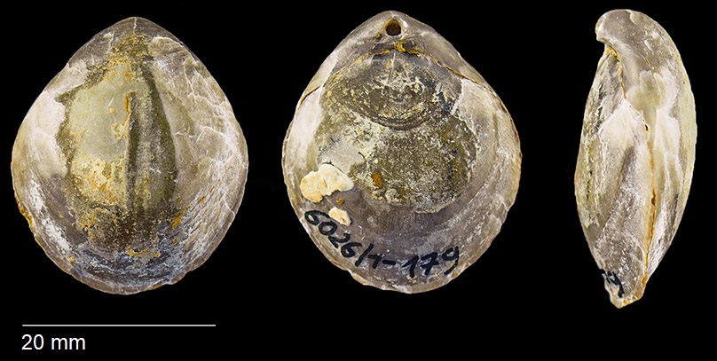 Coenothyris vulgaris v. SCHLOTHEIM 1820