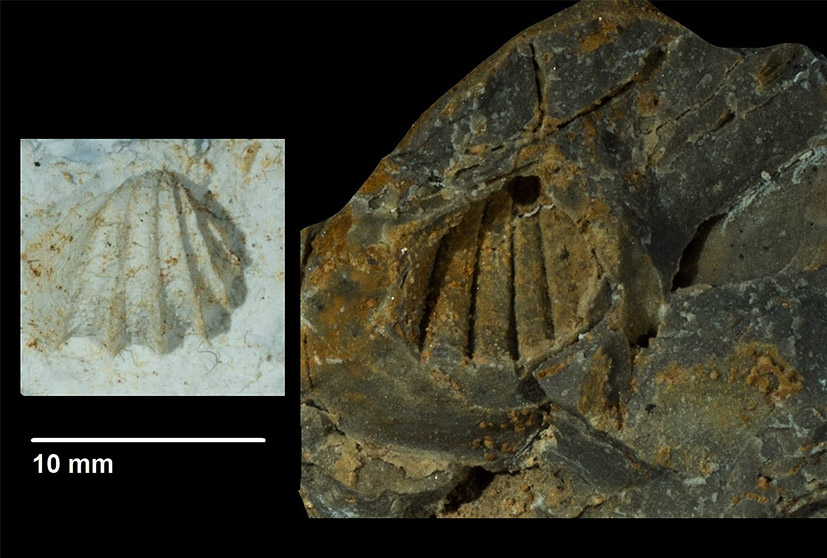 Costatoris curvirostris von SCHLOTHEIM 1820