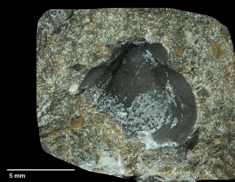 Entolium discites von SCHLOTHEIM, 1820