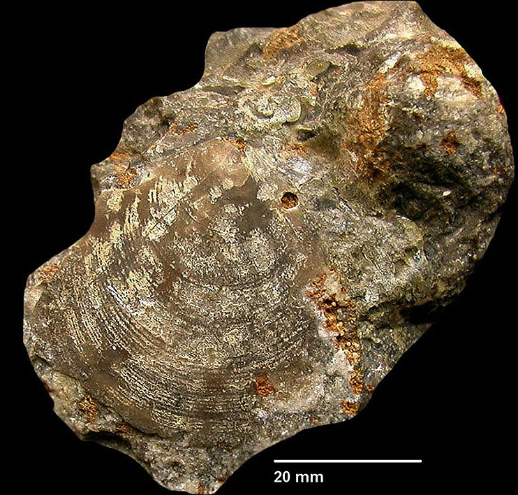 Entolium discites von SCHLOTHEIM 1820