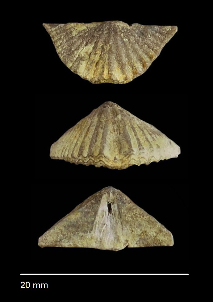 Hirsutina hirsuta v.ALBERTI 1864