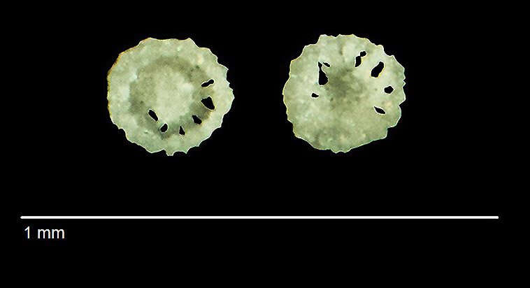 Jumaraina multiradiata KOZUR 1969