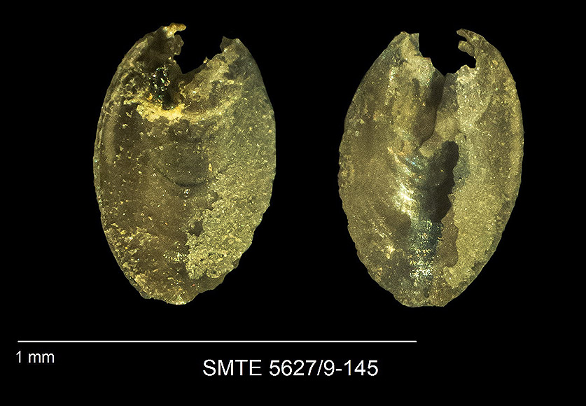 Lingularia tenuissima BRONN, 1837