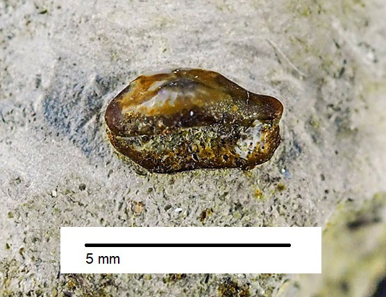 Lissodus subhercynicuy DORKA 2001