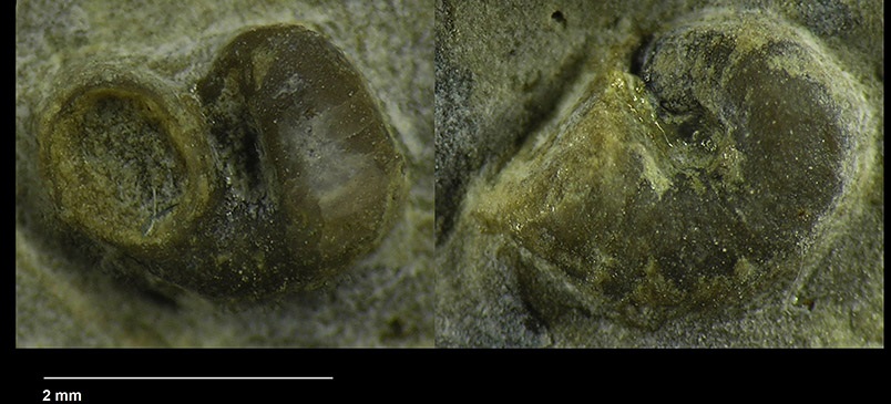 Microconchus aberrans HOHENSTEIN, 1913