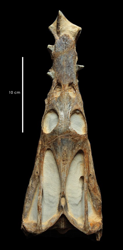 Nothosaurus mirabilis - Schädel