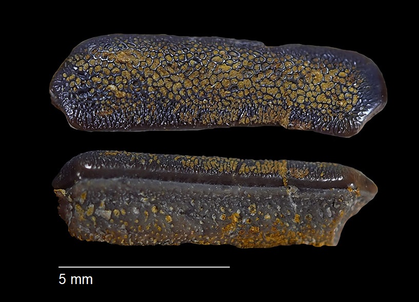 Palaeobates angustissimus AGASIZ, 1837