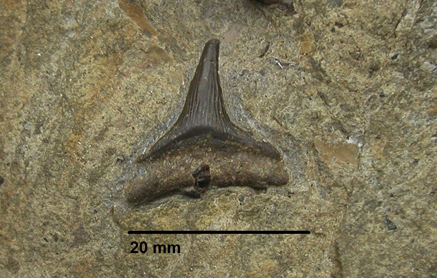 Parhybodus longiconus AGASSIZ 1843