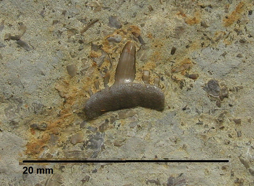 Parhybodus multiconus JAECKEL 1889