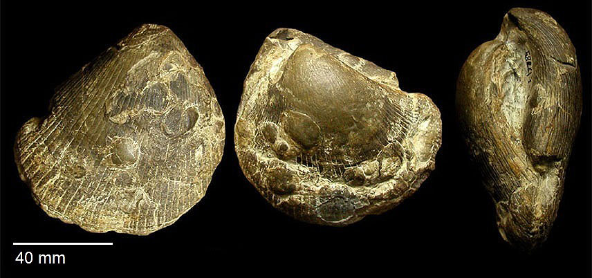 Plagistoma lineatum v. SCHLOTHEIM 1820 Placunopsis matercula QUENSTEDT 1852