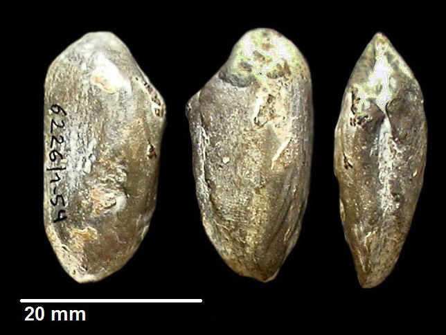 Pleuromya mactroides von SCHLOTHEIM 1820