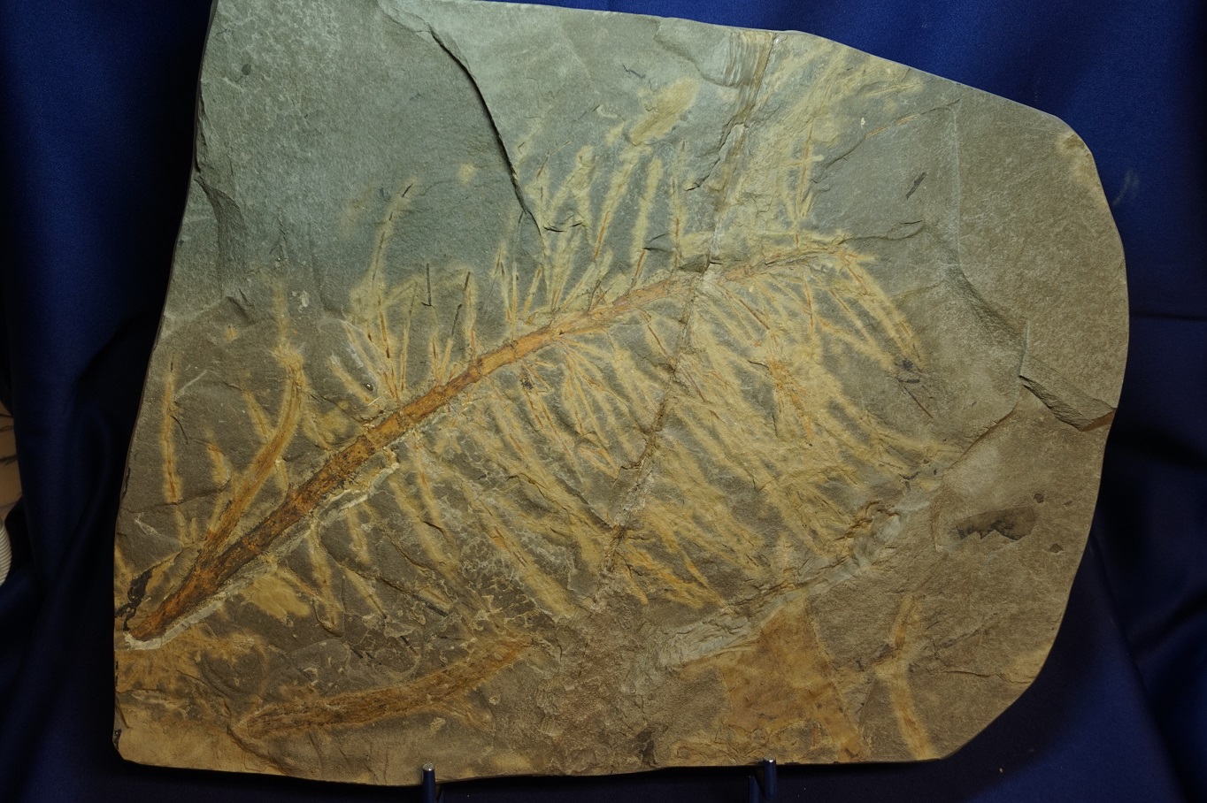 Neocalamites meriani