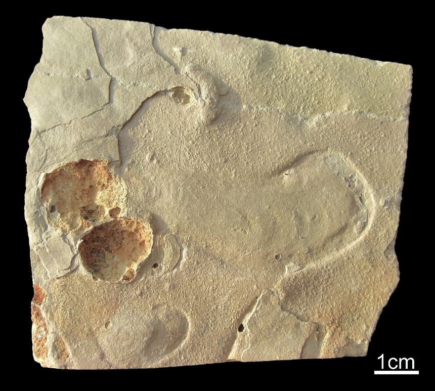 Spurenfossil Rhizocorallium 