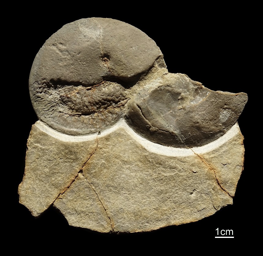 Beneckeia buchi (Alberti 1834)