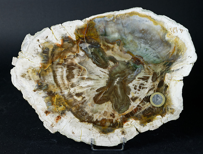 Araucarienholz, Madagaskar