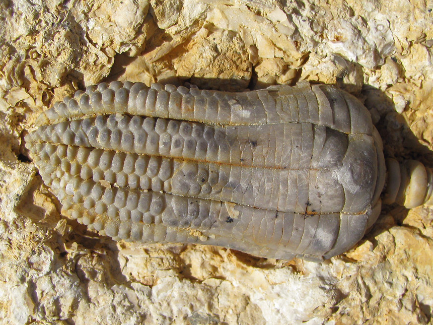 Encrinus liliiformis