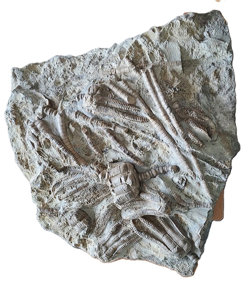 Encrinus liliiformis