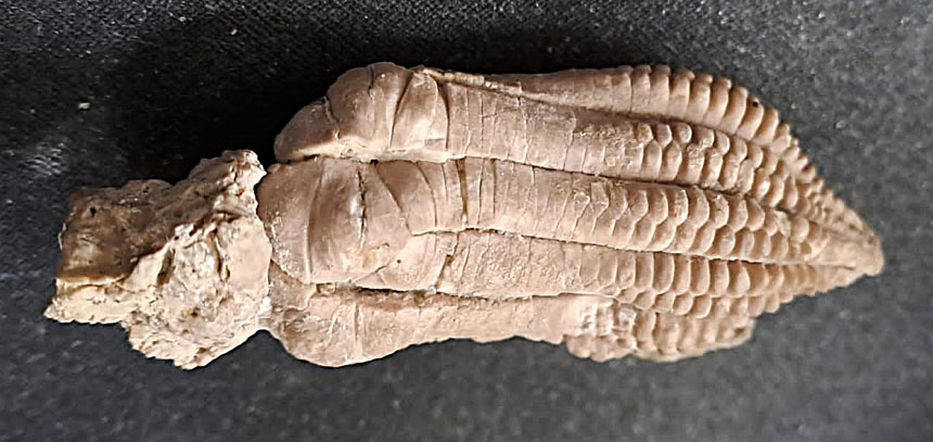 Krone Encrinus liliiformis