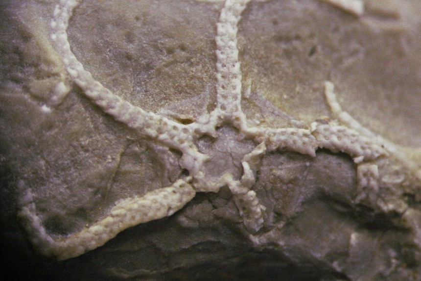?Arenorbis sp.