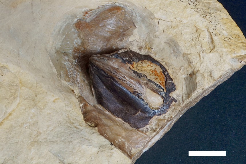 Conchorhynchus avirostris