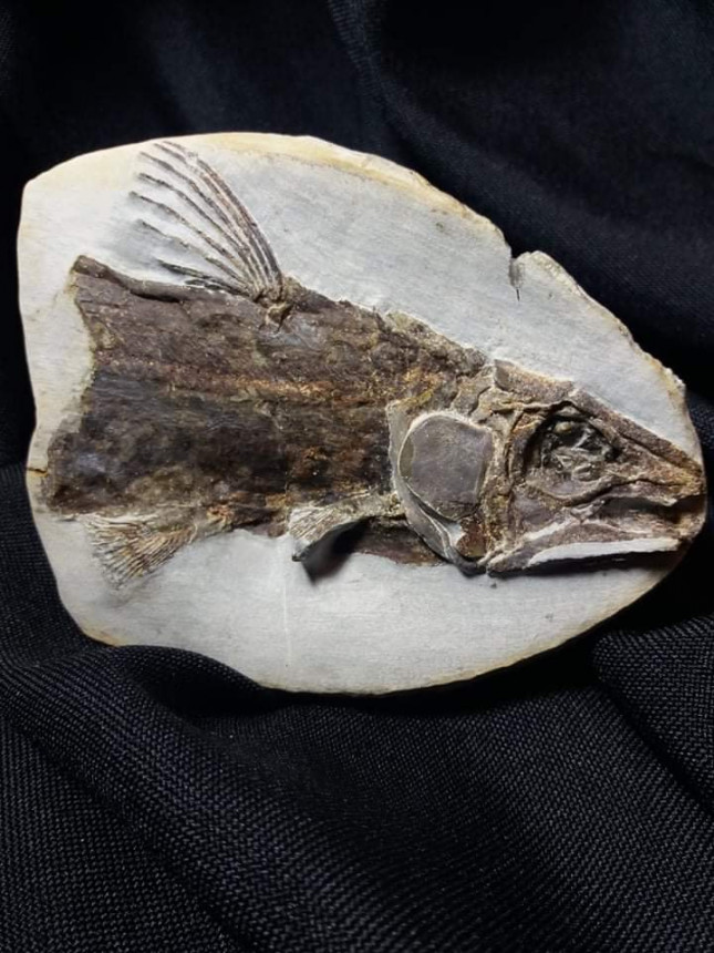 unbestimmter Coelacanth