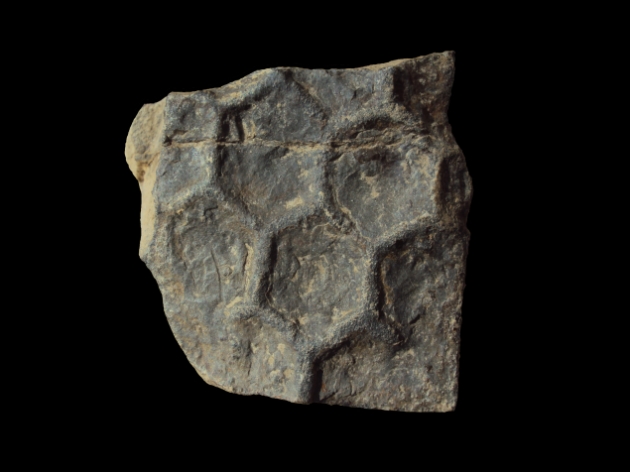 Paleodictyon isp.