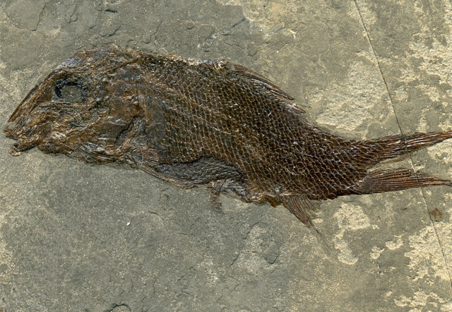 Paralepidotus ornatus (Agassiz, 1833)