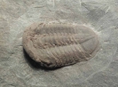 Trilobit Illaenula struvei BASSE & MÜLLER 2000