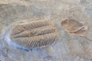 Trilobit Struveaspis sp.