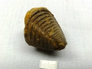 Digonus ornatus ornatus (Koch 1883)