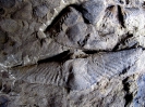 Euryspirifer dunensis