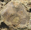 Iridistrophia hipponyx (SCHNUR 1851)