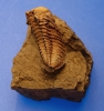 Liolophops hefteri