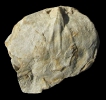Meganteris sp.