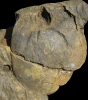 Meganteris sp.