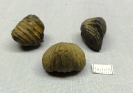 Oligoptycherhynchus daleidensis (Roemer 1844)
