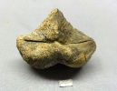 Paraspirifer cultrijugatus (Roemer 1844)