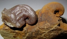 Platyceras sp. mit Wachsabdruck