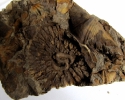 Pleurodictyum problematicum