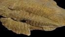 Treveropyge wiltziana 