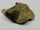 Wenndorfia mutabilis (Koch 1883)