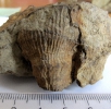 Zaphrentis sp