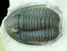 Diademaproetus sp.